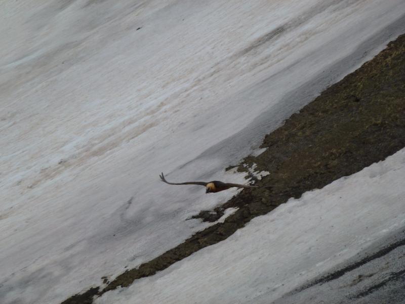 Col de la Bonette-0.JPG