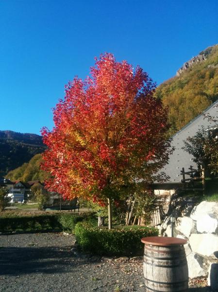 12 Indian Summer.jpg