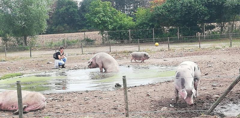 Gnadenhof ' Melief ' in Sögel, N52.8853383, E 51.8668 (3).jpg