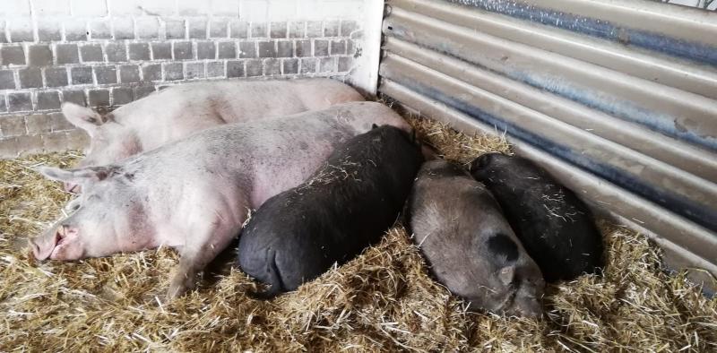 Gnadenhof ' Melief ' in Sögel, N52.8853383, E 51.8668 (4).jpg