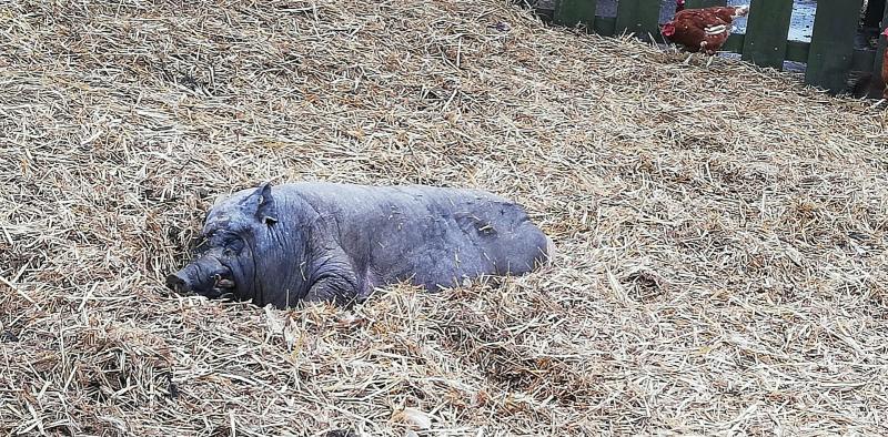 Gnadenhof ' Melief ' in Sögel, N52.8853383, E 51.8668 (2).jpg