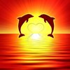 ya_dolphin_loveGif.jpeg
