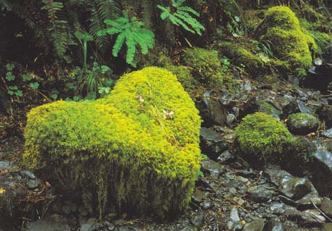 Herz-aus-Moos.jpg