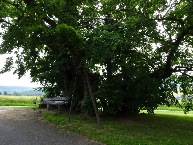 034.2 Gespaltene Linde.jpg