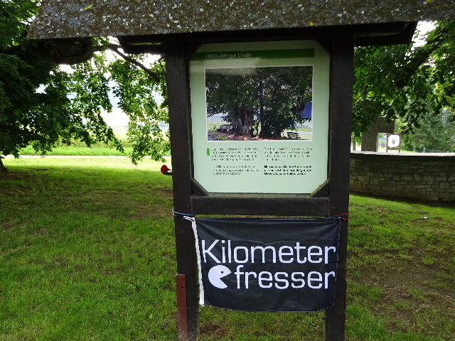 034.1 Gespaltene Linde.jpg