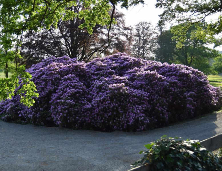 der Berüssungsstrauss.jpg