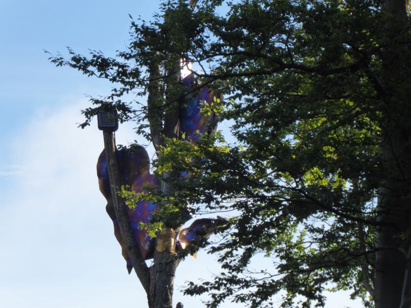 P1040770 Feuereiche.JPG