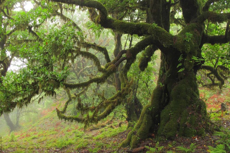 madeira-feenwald-fanal.jpg