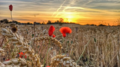 Widdert2.jpg (369.95 KiB) 3540 mal betrachtet Bild dient der Aufmerksamkeit ;-)