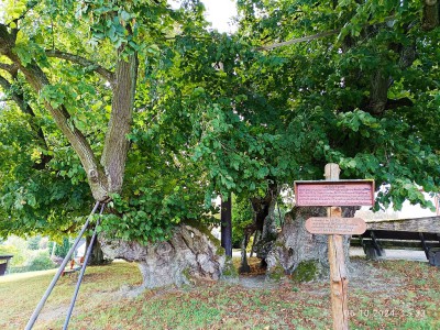 2025FC_1000 jährige Linde-1.jpg