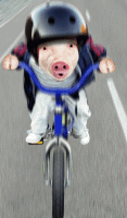 Schwein auf dem Fahrrad.gif