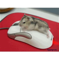 Maus kuschelt mit der Computermaus!.jpg
