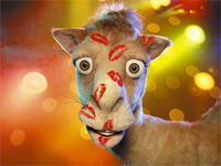 Kamel voll mit Küsse.jpg