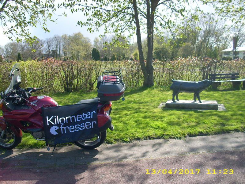 Schwein von Dedesdorf, N53.44624 E8.50191_kl.jpg