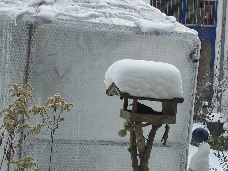 Im Hintergrund sieht man mein Palmenhaus - 3,50m breit, 3,50 m hoch.